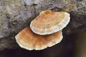 Attēlu rezultāti vaicājumam “Trametes ochracea”