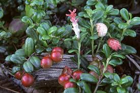 Attēlu rezultāti vaicājumam “Exobasidium vaccinii”