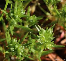 Attēlu rezultāti vaicājumam “Scleranthus annuus flower”