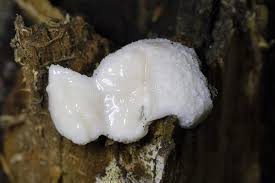 Attēlu rezultāti vaicājumam “Reticularia lycoperdon”