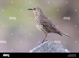 Image result for Anthus petrosus