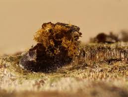 Attēlu rezultāti vaicājumam “Trichia alpina”