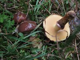 Attēlu rezultāti vaicājumam “Suillus luteus”