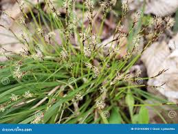 Attēlu rezultāti vaicājumam “Carex digitata flower”