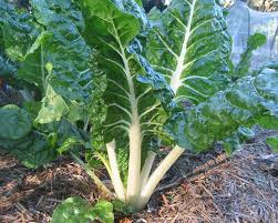 Image result for Beta vulgaris
