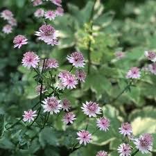 Attēlu rezultāti vaicājumam “Astrantia major flower”