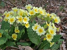 Image result for Schlüsselblumen