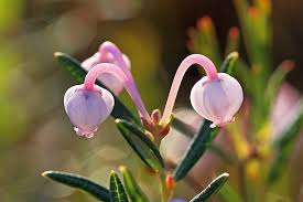 Attēlu rezultāti vaicājumam “Andromeda polifolia bud”