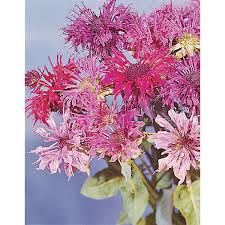 Image result for Monarda didyma