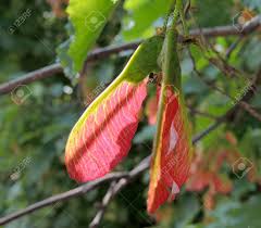 Attēlu rezultāti vaicājumam “Acer tataricum fruit”