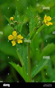 Attēlu rezultāti vaicājumam “Geum urbanum flower”