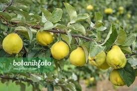 Attēlu rezultāti vaicājumam “Cydonia oblonga fruit”