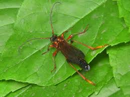 Attēlu rezultāti vaicājumam “Necydalis major”