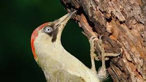 Attēlu rezultāti vaicājumam “Picus viridis nest”