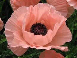 Image result for Papaver rhoeas 'Shirley'