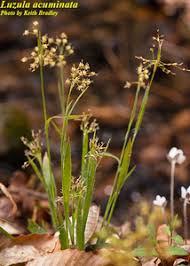 Attēlu rezultāti vaicājumam “Luzula pilosa leaf”