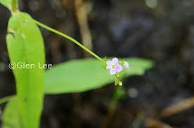 Attēlu rezultāti vaicājumam “Veronica scutellata flower”