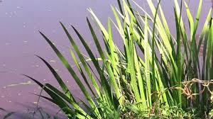 Attēlu rezultāti vaicājumam “Acoraceae”