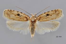 Attēlu rezultāti vaicājumam “Agonopterix aranella”