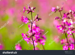 Attēlu rezultāti vaicājumam “Silene viscaria flower”