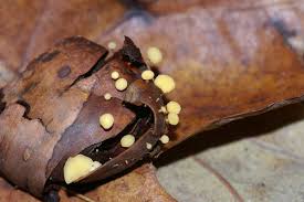 Attēlu rezultāti vaicājumam “Hymenoscyphus fructigenus”