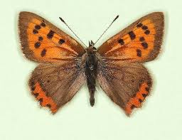 Attēlu rezultāti vaicājumam “Lycaena phlaeas underside”