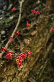 Attēlu rezultāti vaicājumam “Euonymus europaeus fruit”
