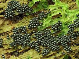 Attēlu rezultāti vaicājumam “Cribraria argillacea spores”