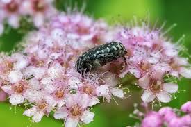 Attēlu rezultāti vaicājumam “Oxythyrea funesta”