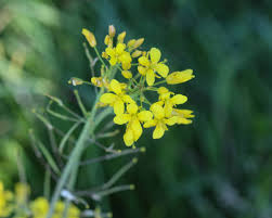 Attēlu rezultāti vaicājumam “Rorippa sylvestris flower”