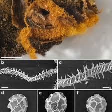 Attēlu rezultāti vaicājumam “Claustria didermoides spores”