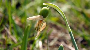 Attēlu rezultāti vaicājumam “Galanthus nivalis bud”