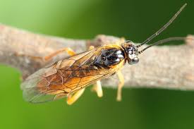 Attēlu rezultāti vaicājumam “Pontania proxima”