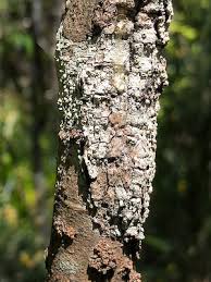 Attēlu rezultāti vaicājumam “Thelotrema lepadinum”