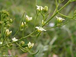 Attēlu rezultāti vaicājumam “Thesium ebracteatum leaf”