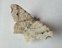 Attēlu rezultāti vaicājumam “Macaria alternata”