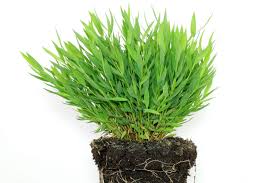 Attēlu rezultāti vaicājumam “Pogonatum nanum”