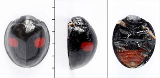 Attēlu rezultāti vaicājumam “Chilocorus renipustulatus”