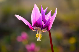 Attēlu rezultāti vaicājumam “Erythronium sibiricum flower”