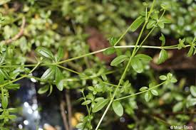 Attēlu rezultāti vaicājumam “Galium elongatum leaf”