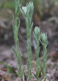 Attēlu rezultāti vaicājumam “Filago arvensis”