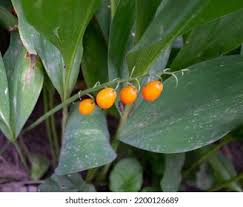 Attēlu rezultāti vaicājumam “Convallaria majalis fruit”