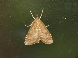 Attēlu rezultāti vaicājumam “Udea prunalis”