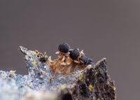 Attēlu rezultāti vaicājumam “Diderma floriforme”