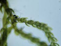 Attēlu rezultāti vaicājumam “Kurzia pauciflora”