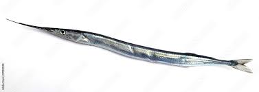 Attēlu rezultāti vaicājumam “Belone belone”