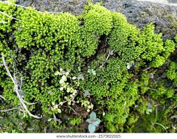 Attēlu rezultāti vaicājumam “Bryum bimum”