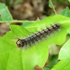 Attēlu rezultāti vaicājumam “Lymantria dispar larva”