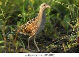 Image result for Crex crex