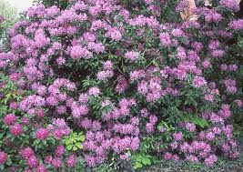 Attēlu rezultāti vaicājumam “Rhododendron catawbiense flower”